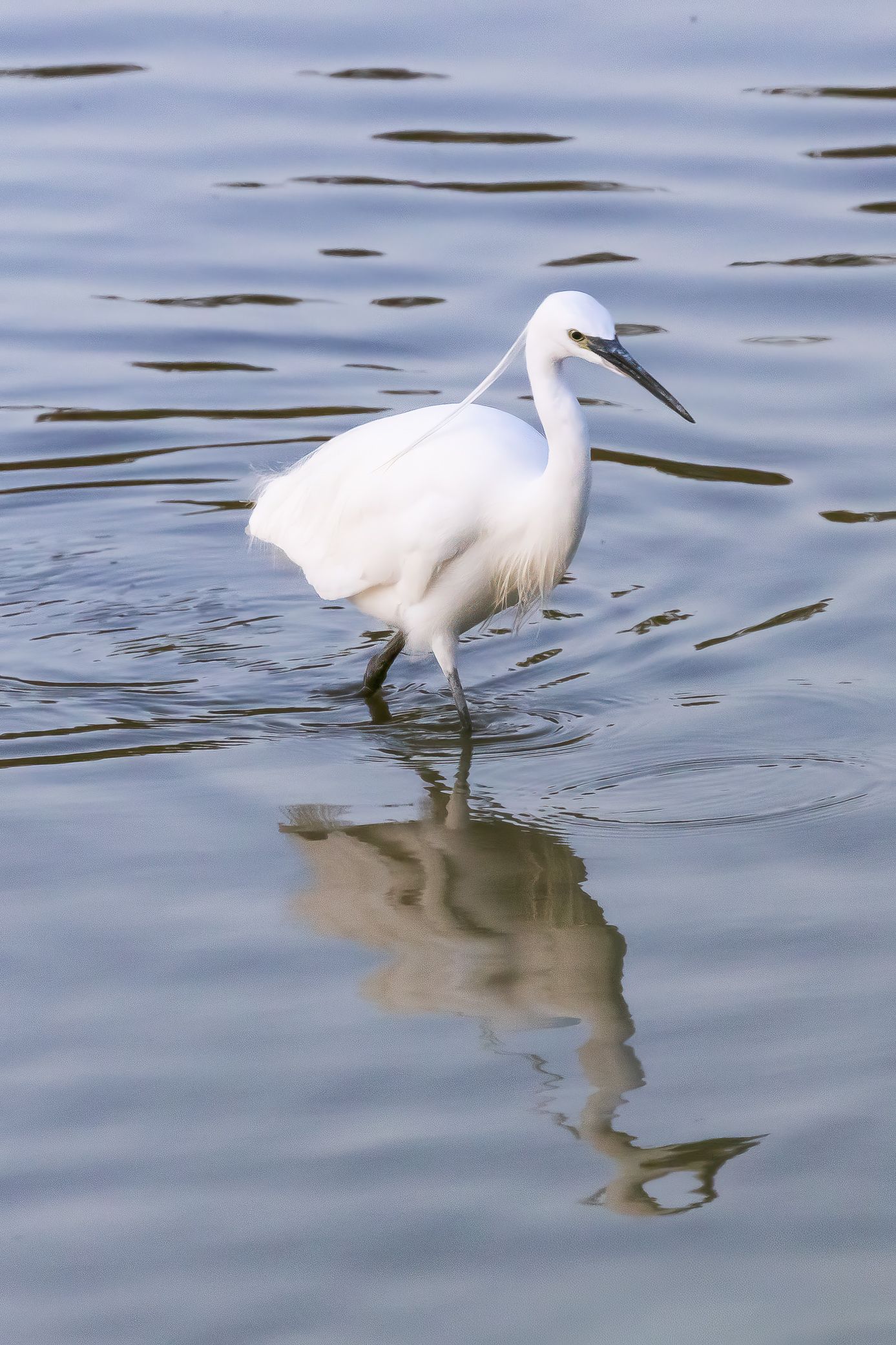 A white egret wading in calm water with its reflection visible on the surface.