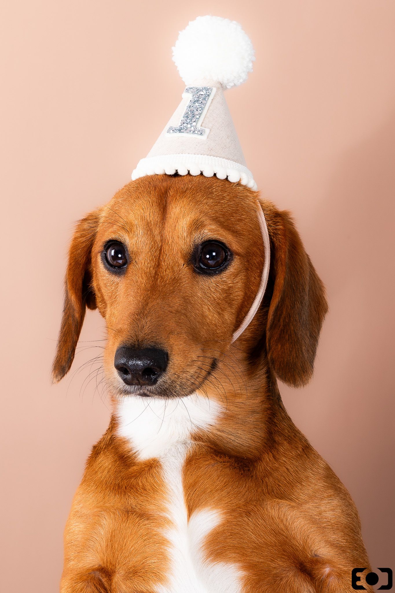 Adorable brown dachshund puppy wearing a white glittery birthday party hat with a pompom on a beige background.