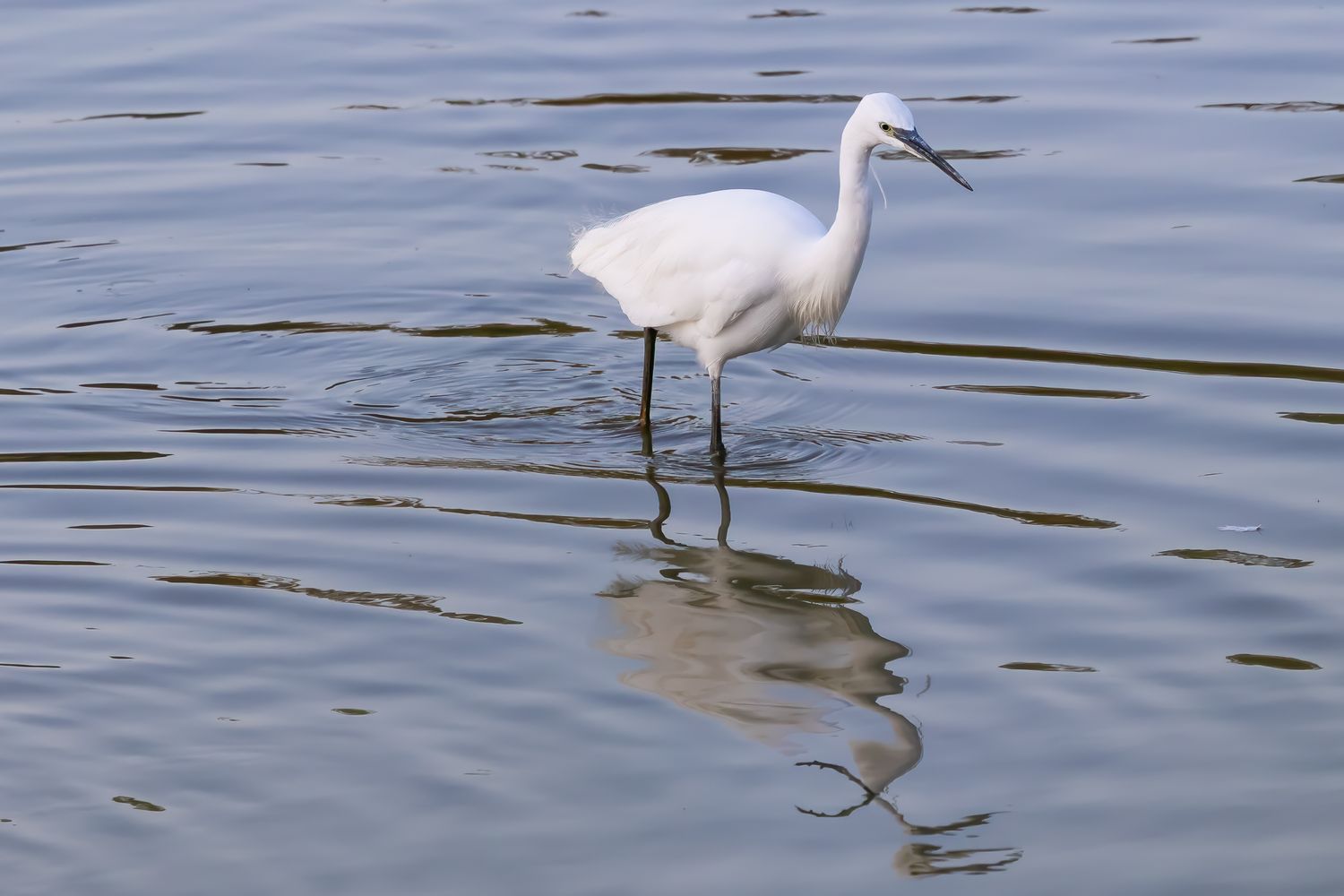 A white egret wading in shallow water with its reflection visible on the calm surface.
