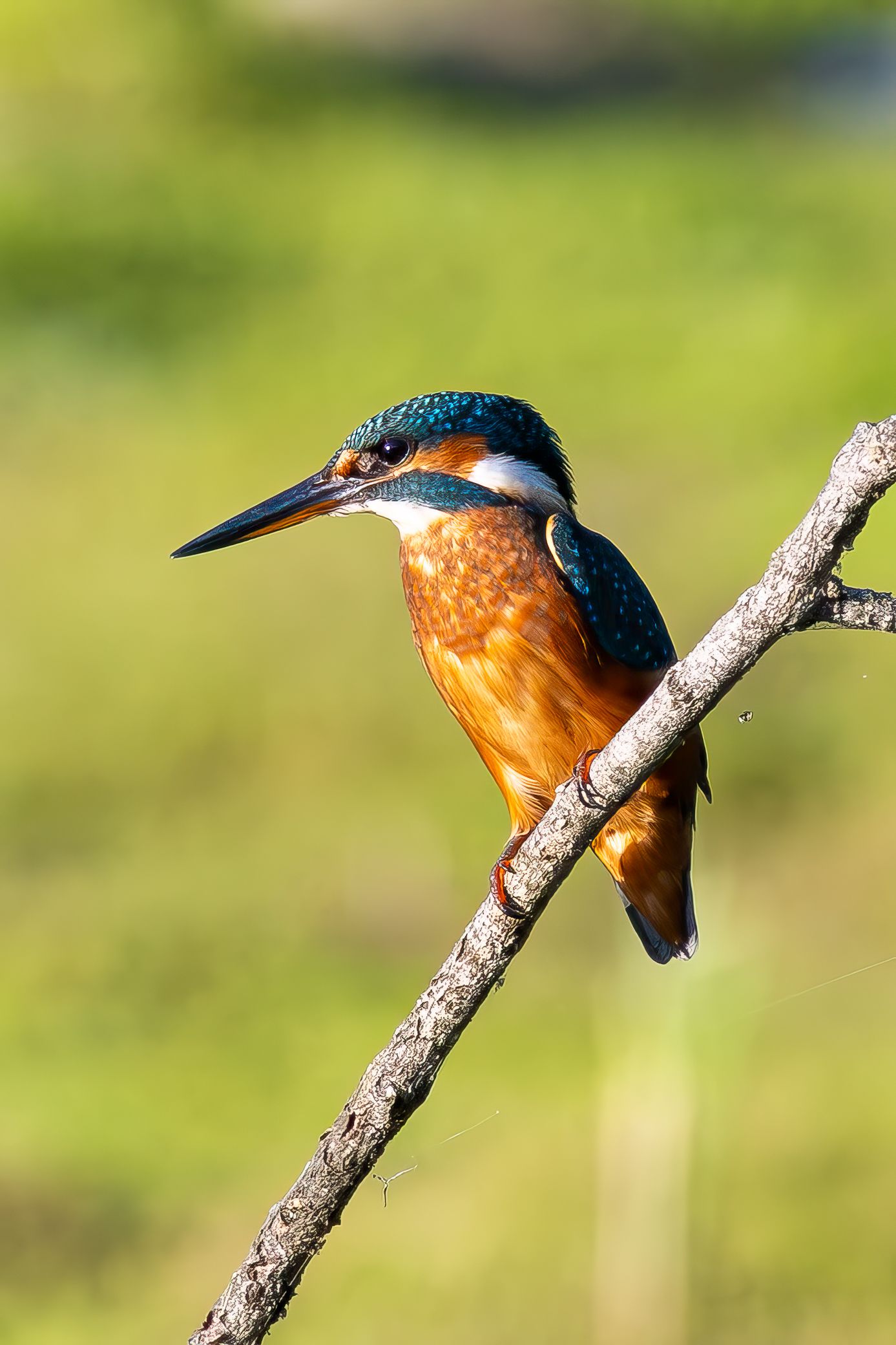 A vibrant kingfisher with teal and orange plumage perches on a bare branch against a soft green background.