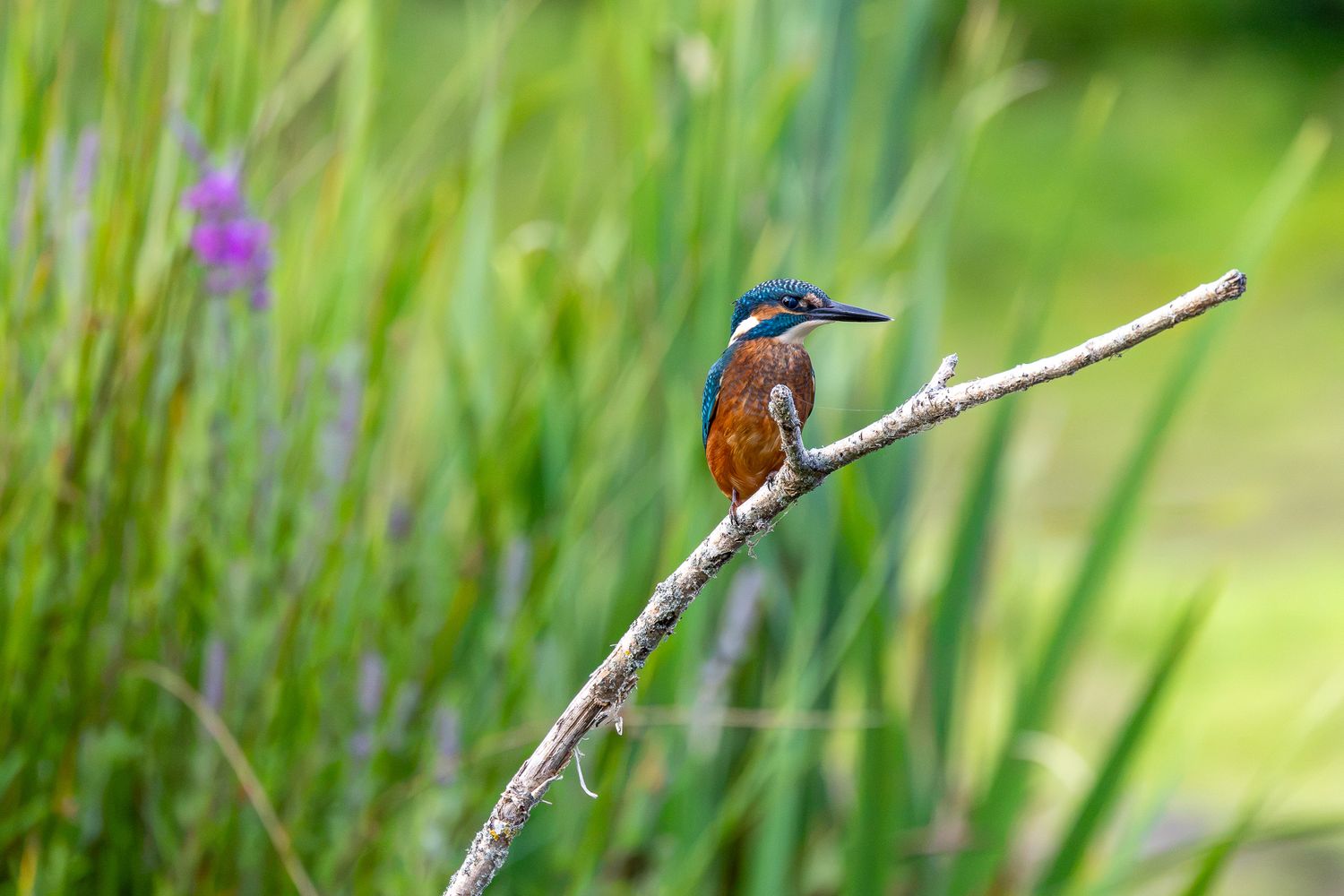 A vibrant kingfisher bird with blue and orange plumage perched on a branch surrounded by lush green reeds.