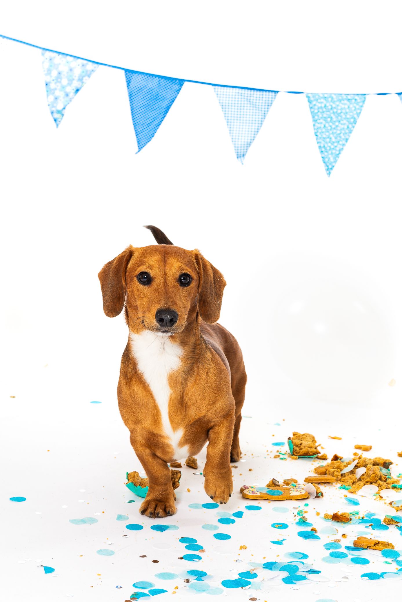 A brown dachshund puppy stands among blue confetti and smashed cake under festive bunting flags on white background.