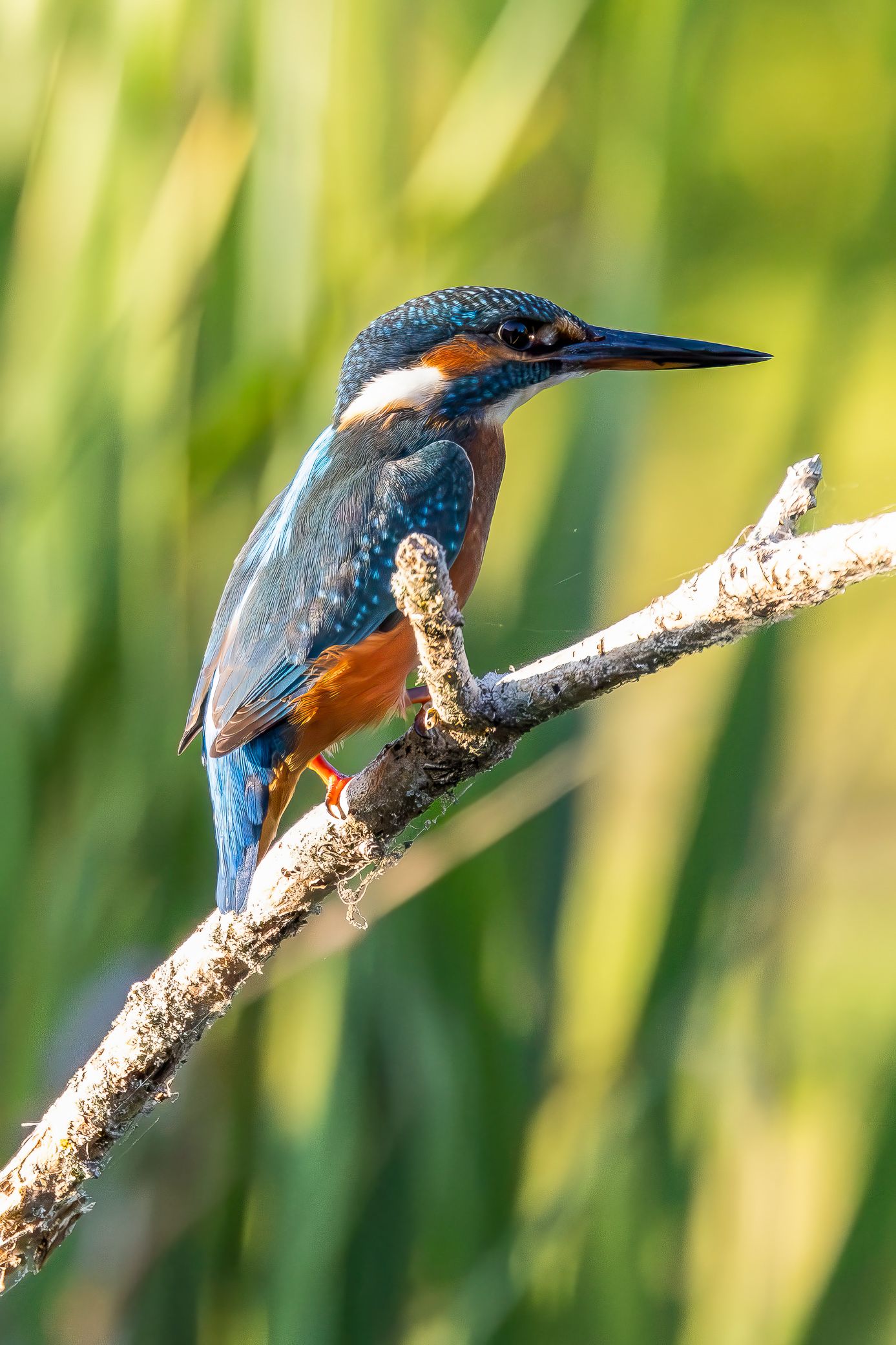 A vibrant kingfisher with blue and orange plumage perches on a branch against a lush green background.