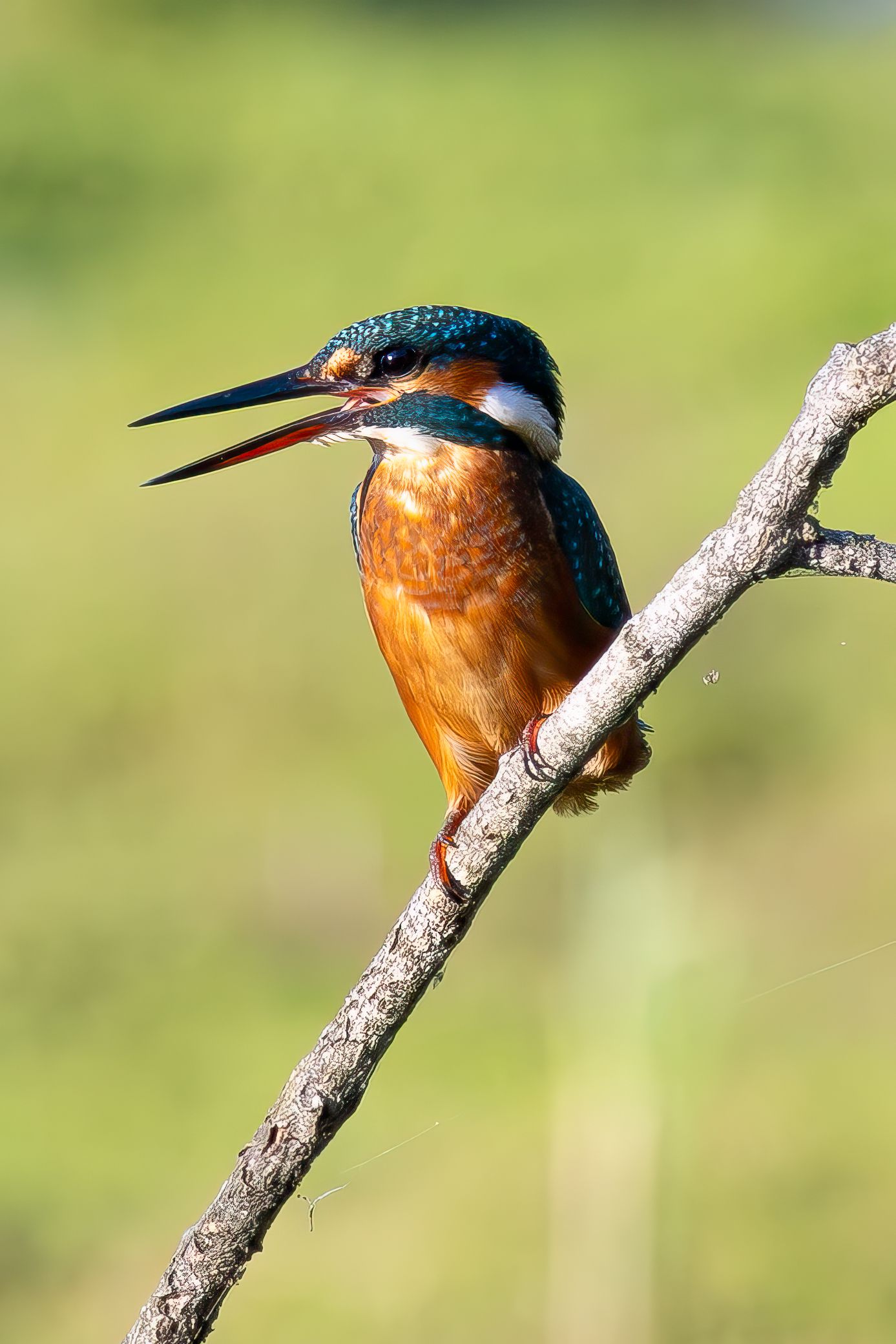 A vibrant kingfisher with teal and orange plumage perches on a bare branch with its beak open, set against a green background.