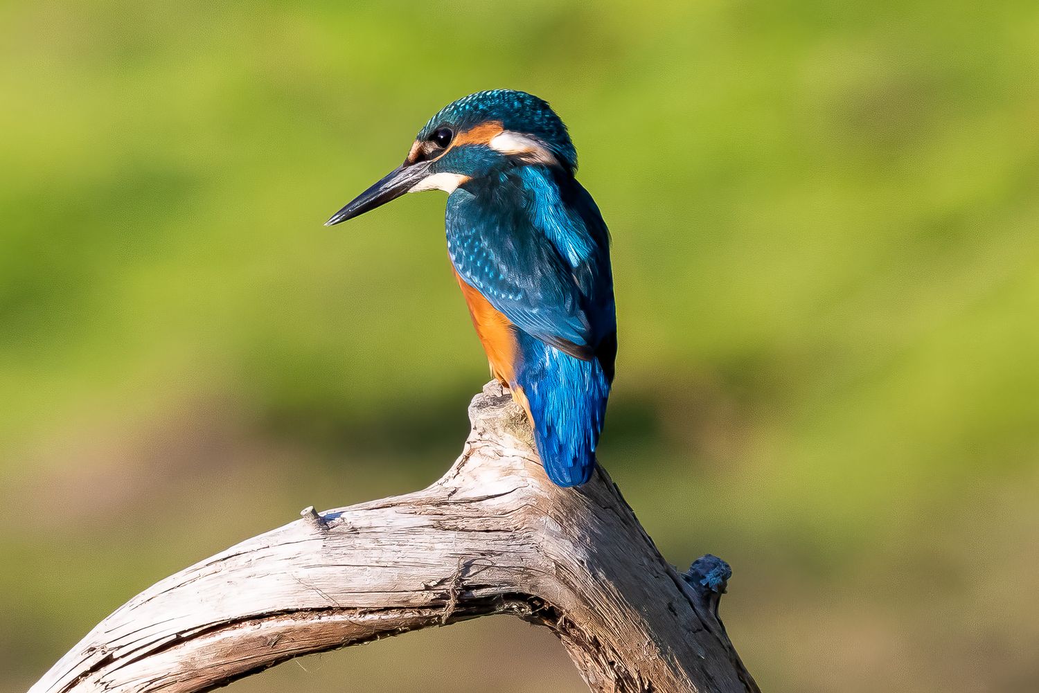 A vibrant kingfisher bird with blue and orange plumage perched on a weathered branch against a green background.