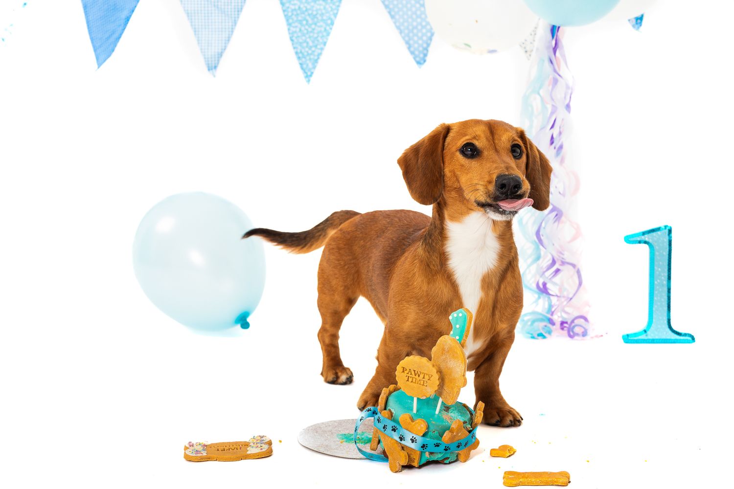 Dachshund dog celebrating first birthday with blue balloons, bunting, and a decorated cake with bone treats.