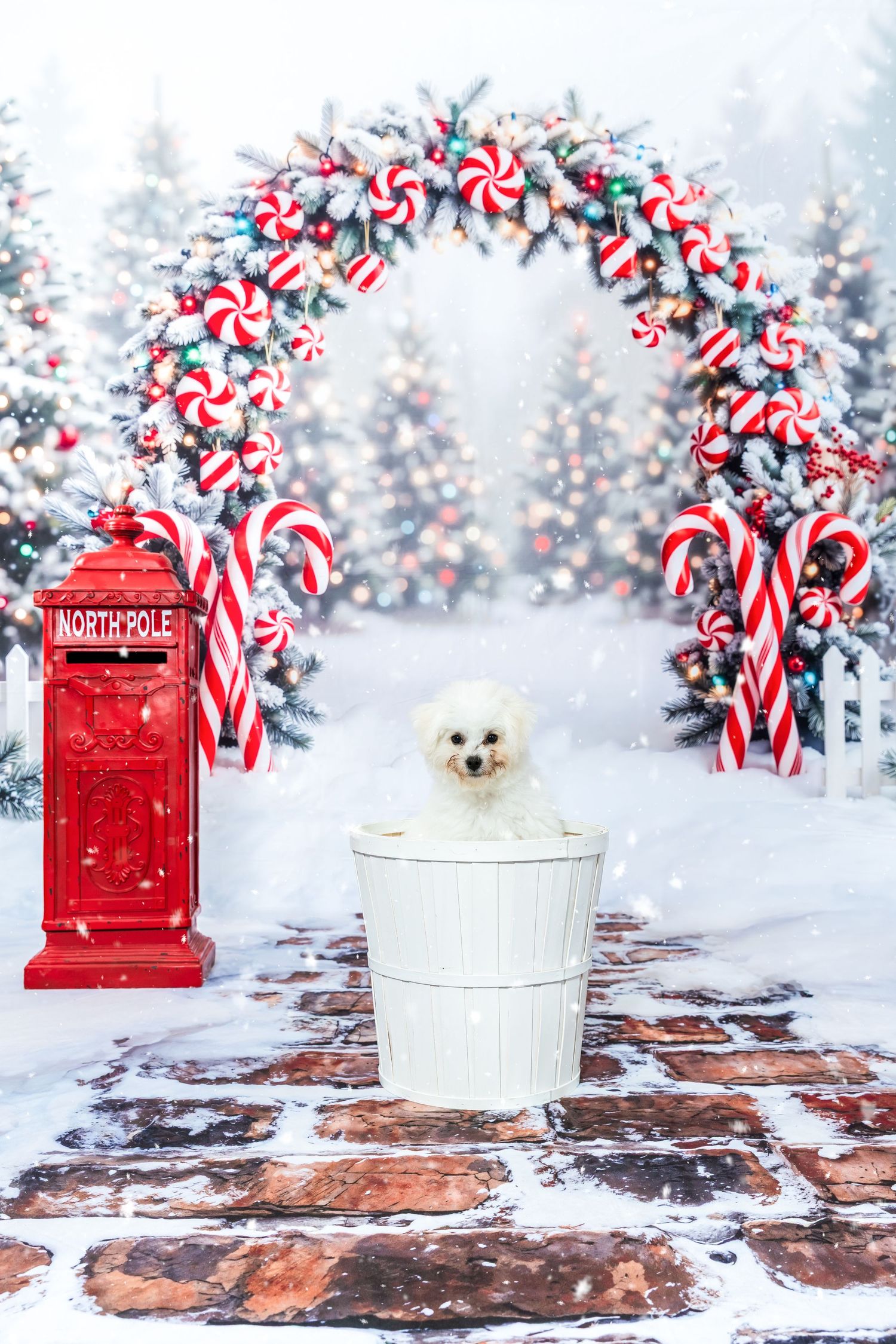 White fluffy dog sitting in a white bucket near a North Pole mailbox and candy cane Christmas arch in snowy scene.
