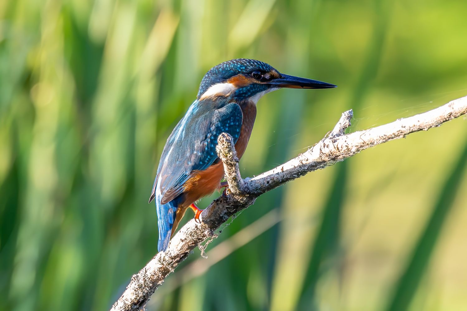 A vibrant kingfisher bird with blue and orange plumage perched on a branch against a green reed background.