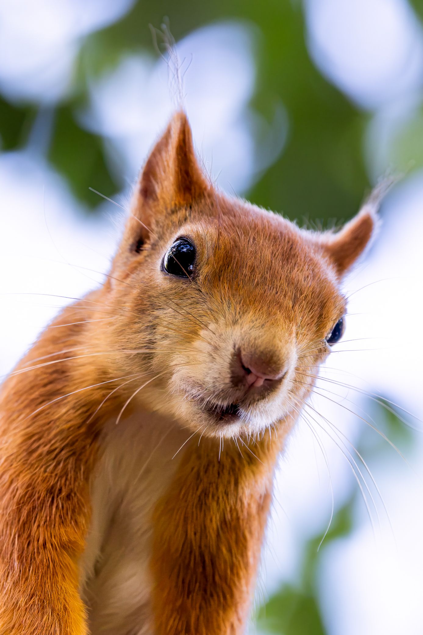 Close-up portrait of a curious red squirrel with bright eyes and long whiskers, set against a blurred green foliage background.