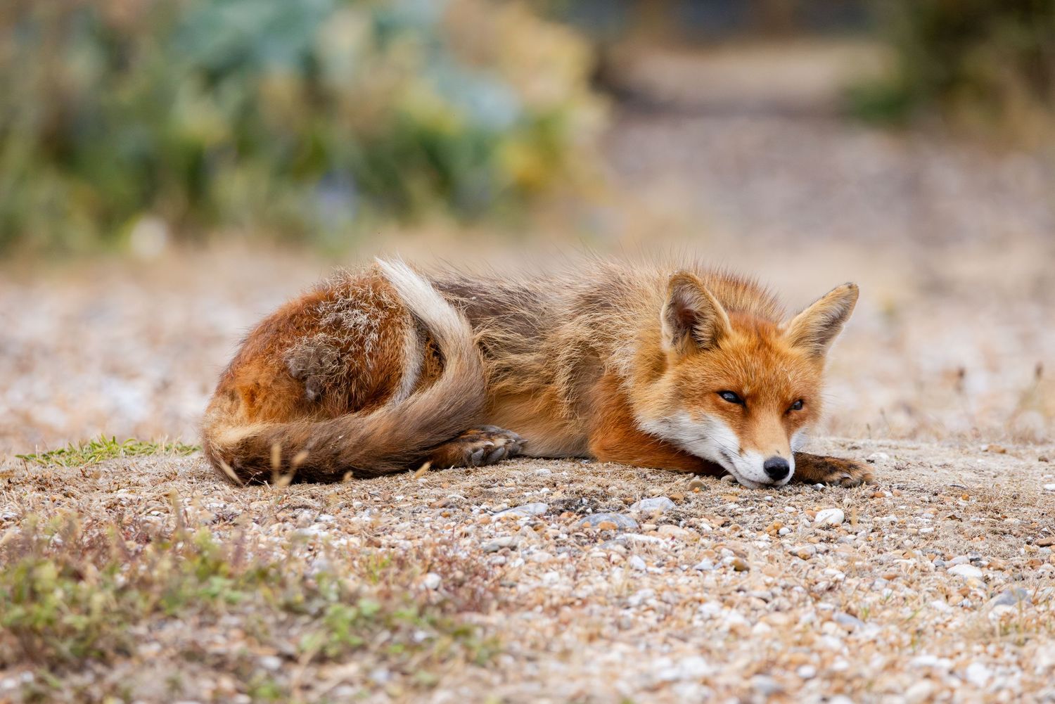 A red fox resting on rocky ground, lying flat with its fluffy tail curled around its body in a natural outdoor setting.