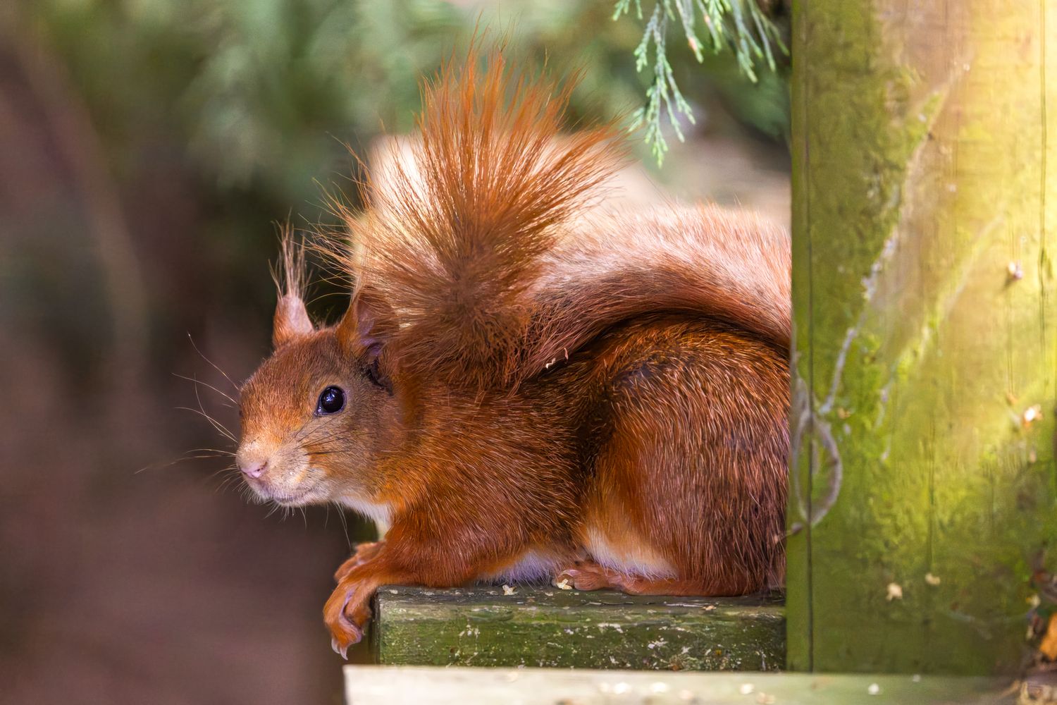 A red squirrel with a bushy tail perched on a wooden ledge surrounded by green trees.