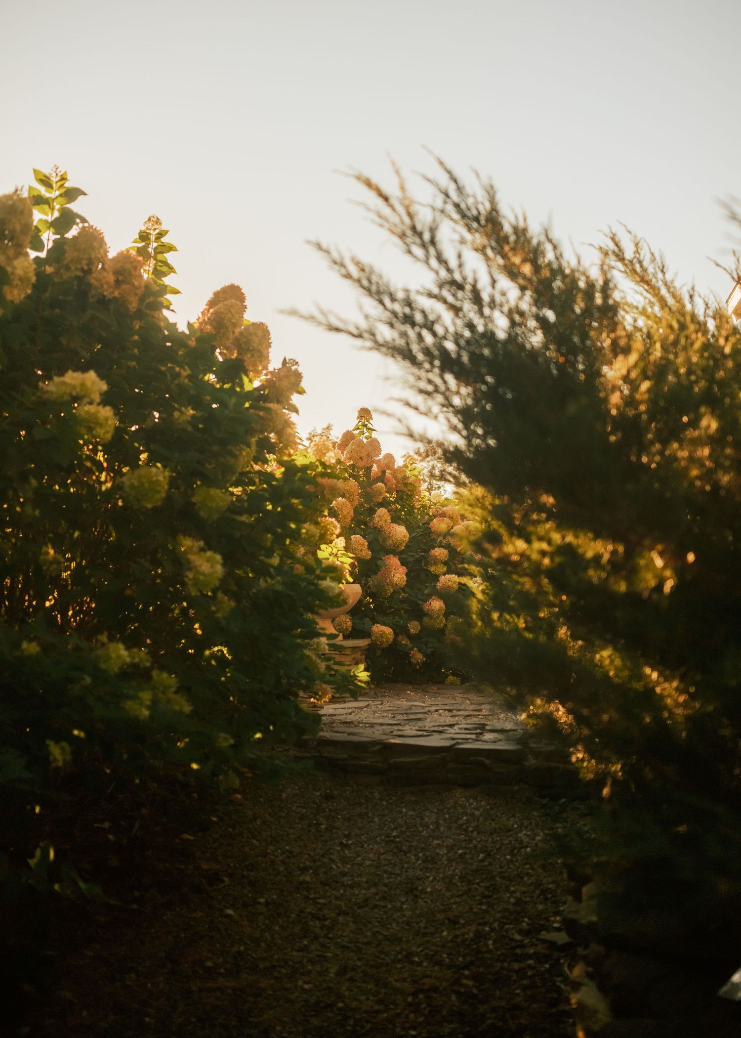 A sunlit garden path lined with blooming hydrangeas and lush greenery bathed in warm golden hour light.