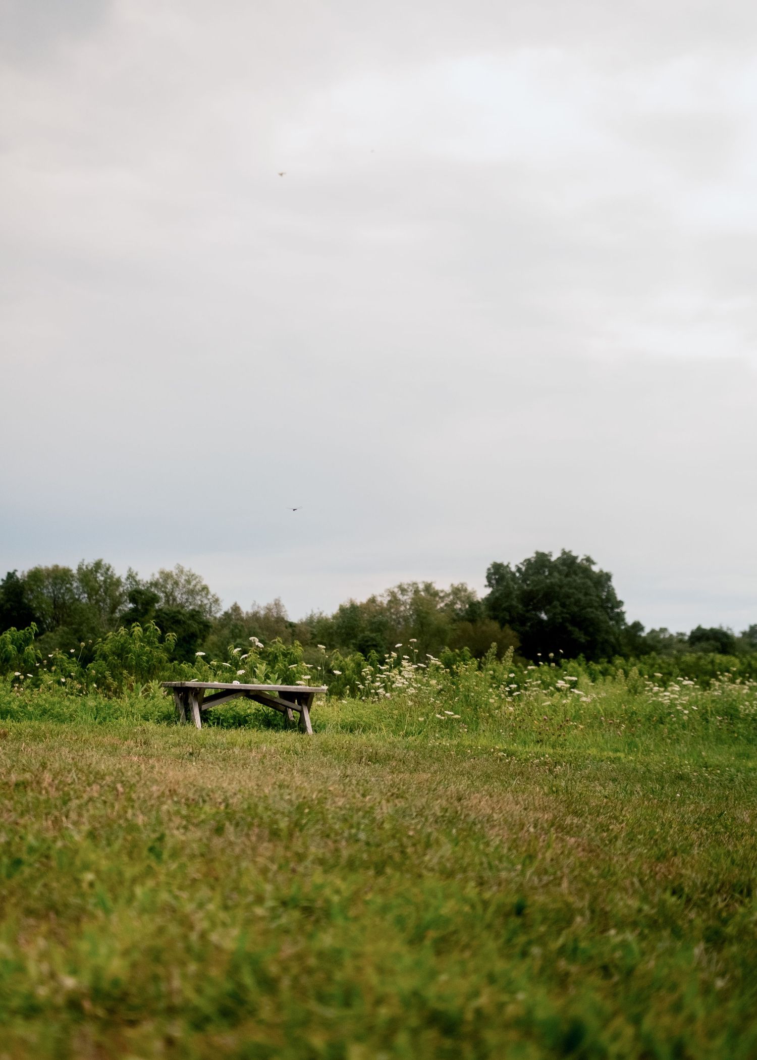 A rustic wooden bench sits alone in a lush green meadow under a cloudy sky, surrounded by wildflowers and trees.
