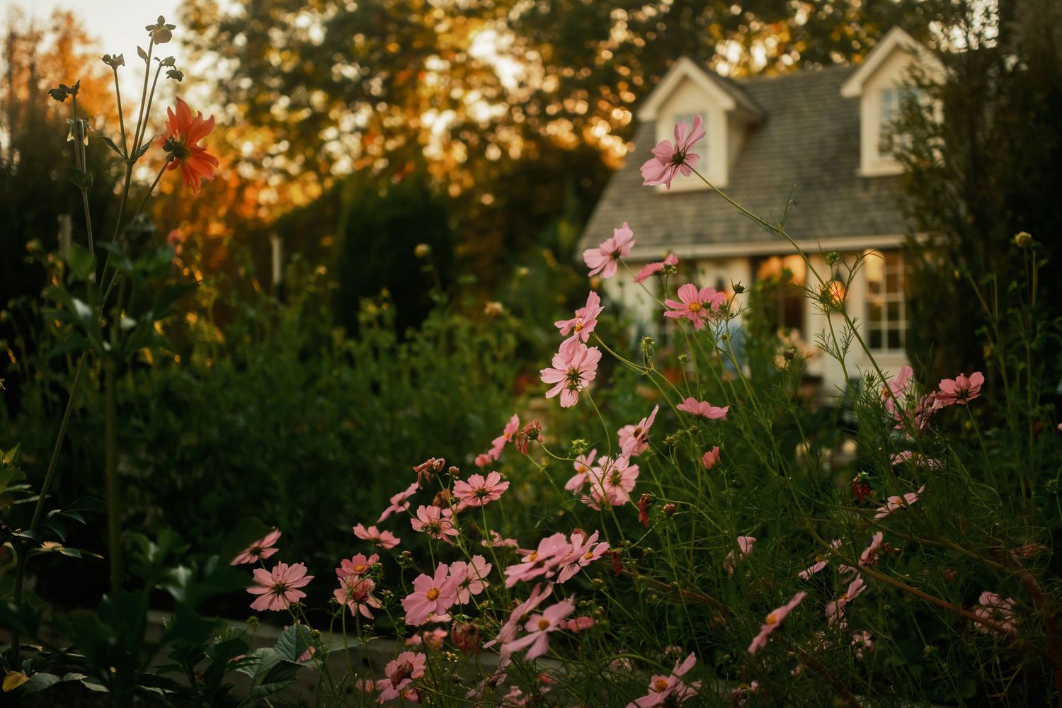 Pink cosmos flowers swaying in a garden with a house silhouette in the background at sunset.