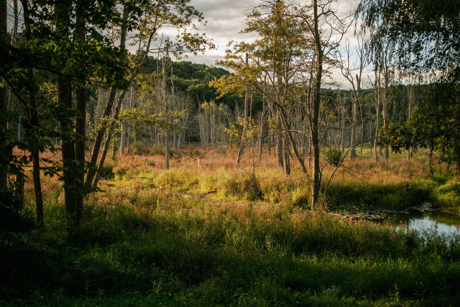 Golden autumn sunlight illuminates a marshy forest clearing with tall grass and winding stream amid bare trees.