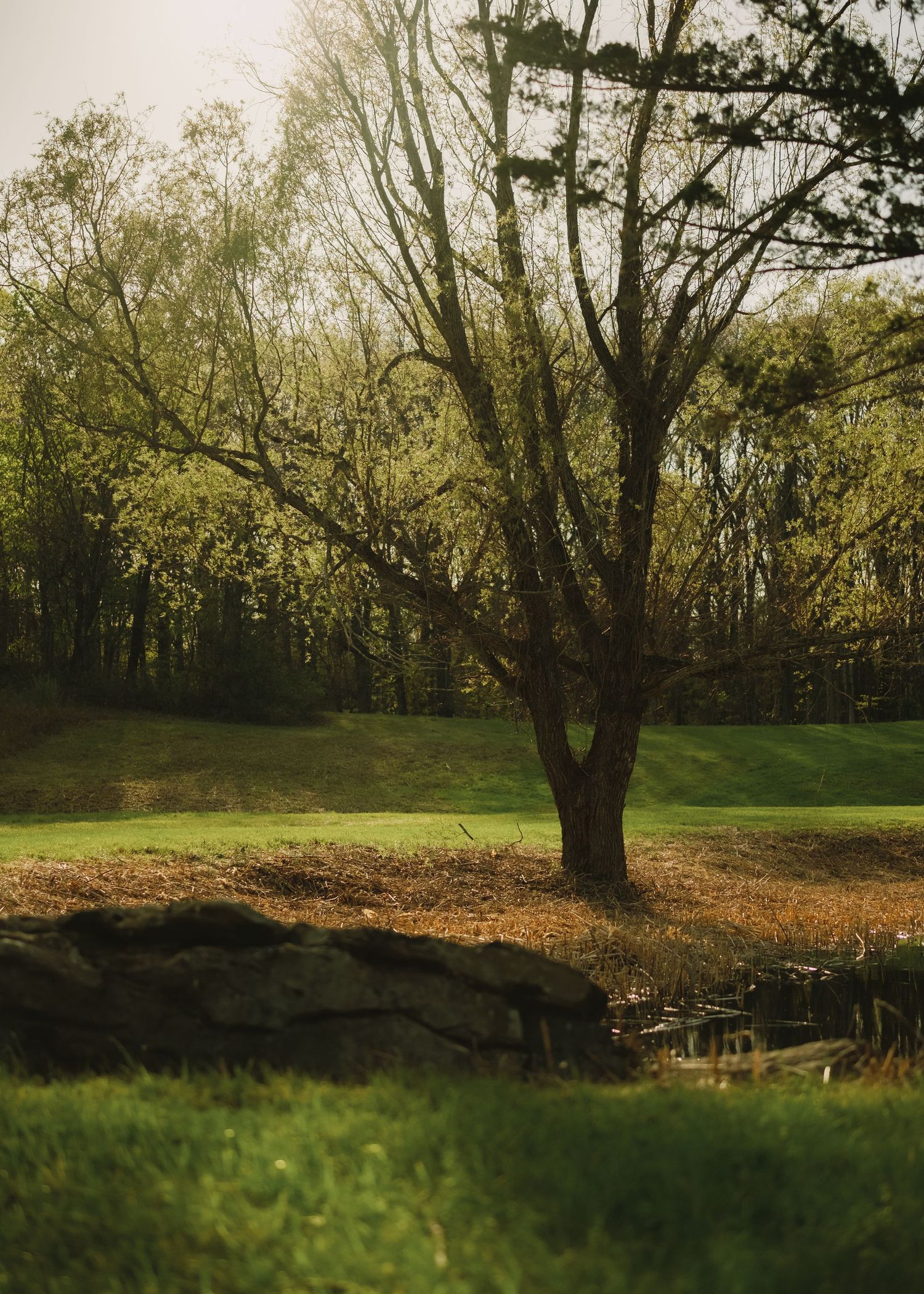 A lone tree stands beside a rustic stone wall on a lush green lawn surrounded by dense woodland in warm sunlight.