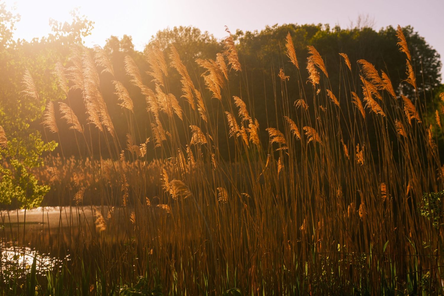 Golden sunlight filtering through tall reeds at sunset creating a warm silhouette effect.