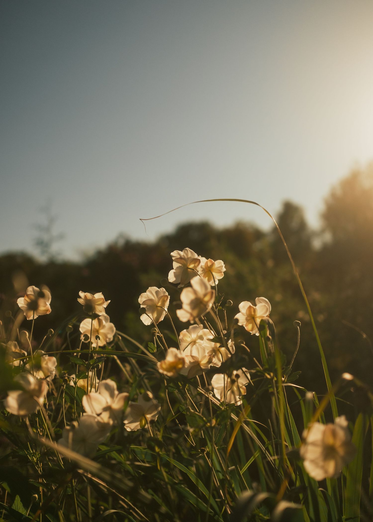 White wildflowers bathed in golden sunlight with lush green grass and trees in the background at sunset.