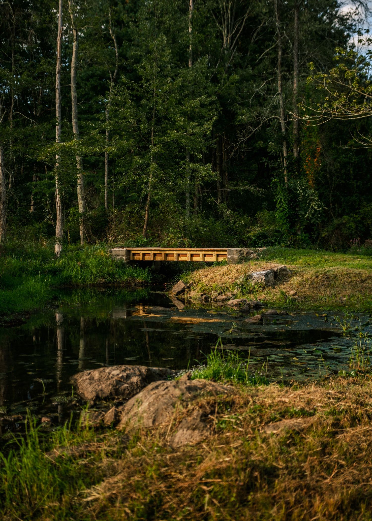 A rustic wooden bridge spans a calm forest stream surrounded by lush green trees and rocky banks in a serene woodland setting.
