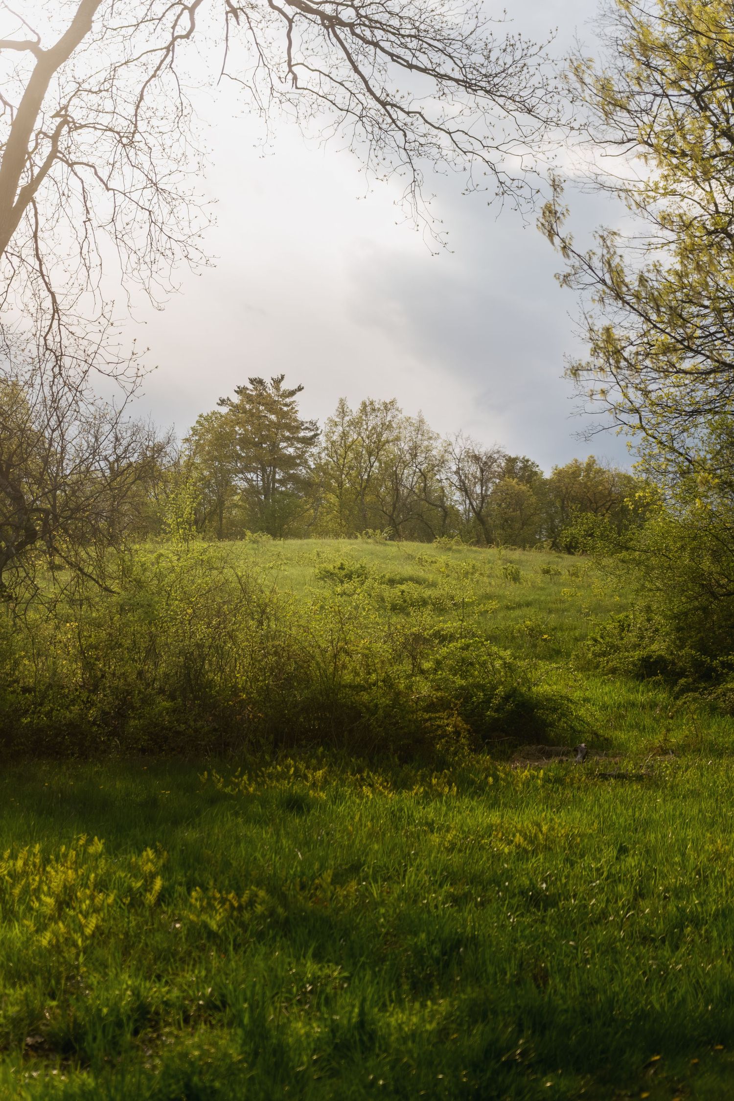 Lush green meadow with trees framing a misty hillside under a cloudy sky in early spring.
