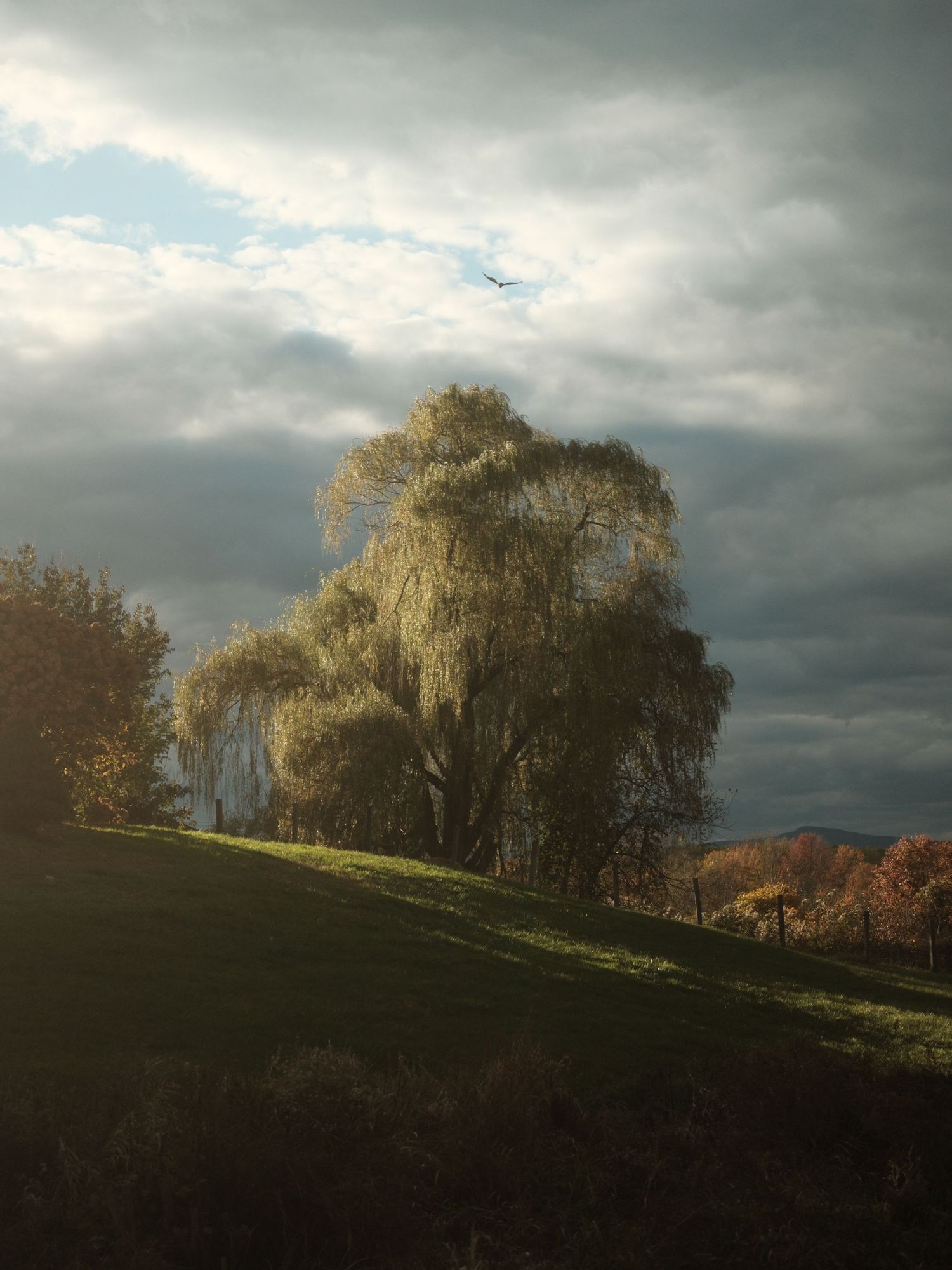 A majestic weeping willow tree glows in golden sunlight on a grassy hillside under dramatic storm clouds.