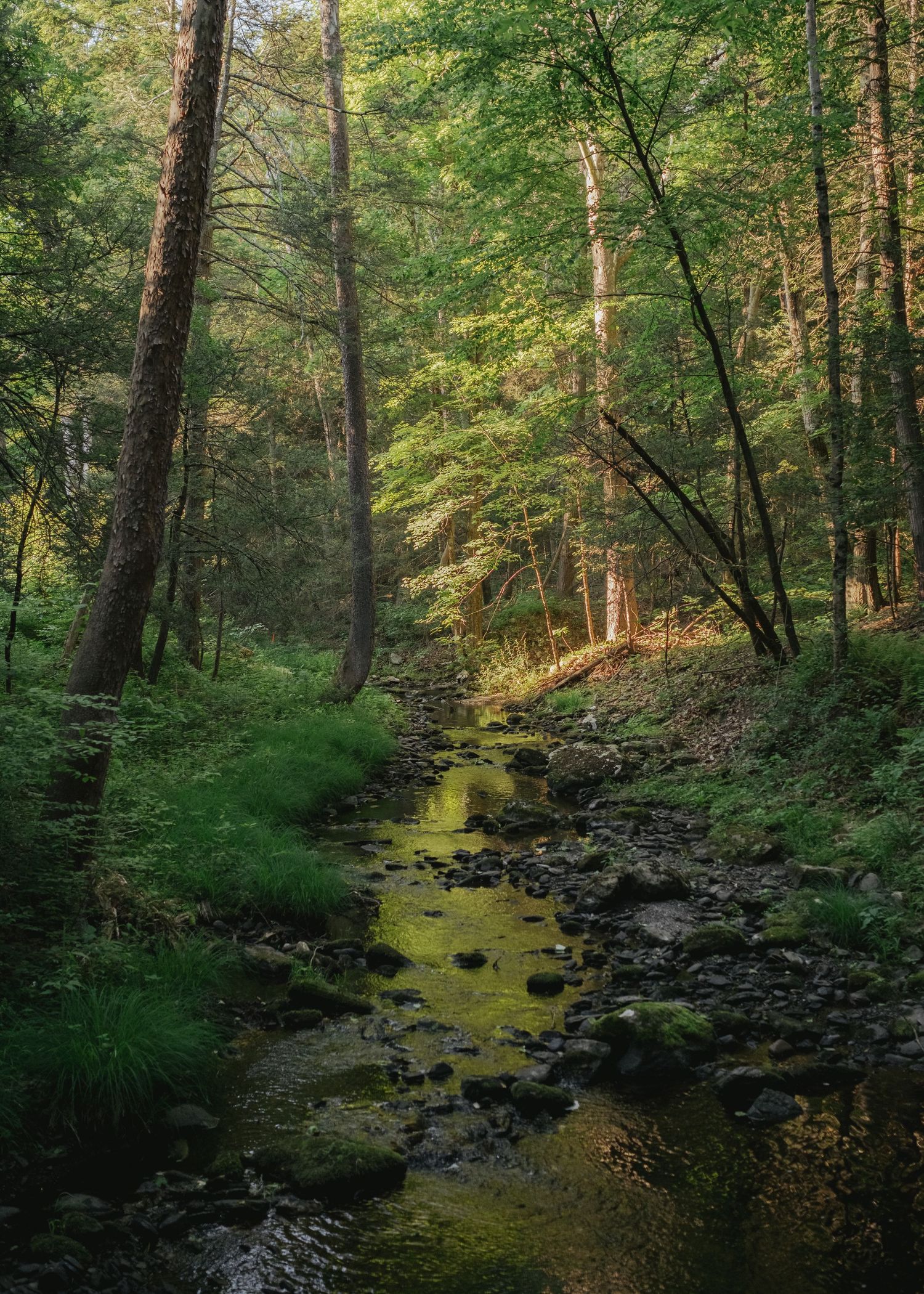 A serene forest stream flows over mossy rocks, surrounded by lush green trees in soft golden light.