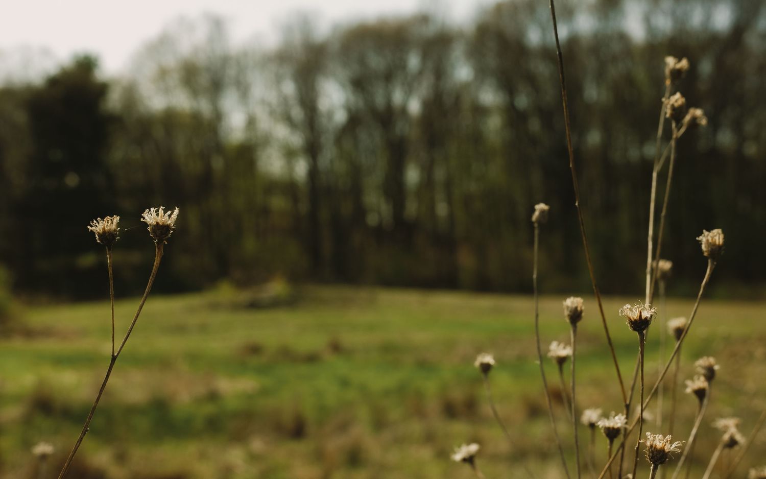 Dried wildflowers in sharp focus against a blurred green meadow and bare trees in soft bokeh background.