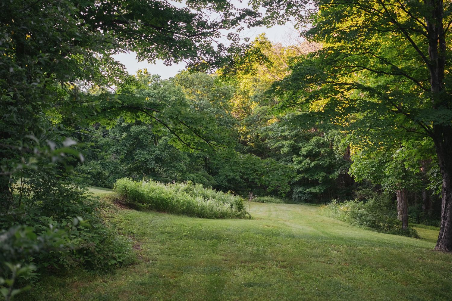 Lush green park landscape with manicured grass, tall trees, and wild grass patch in a serene woodland setting.