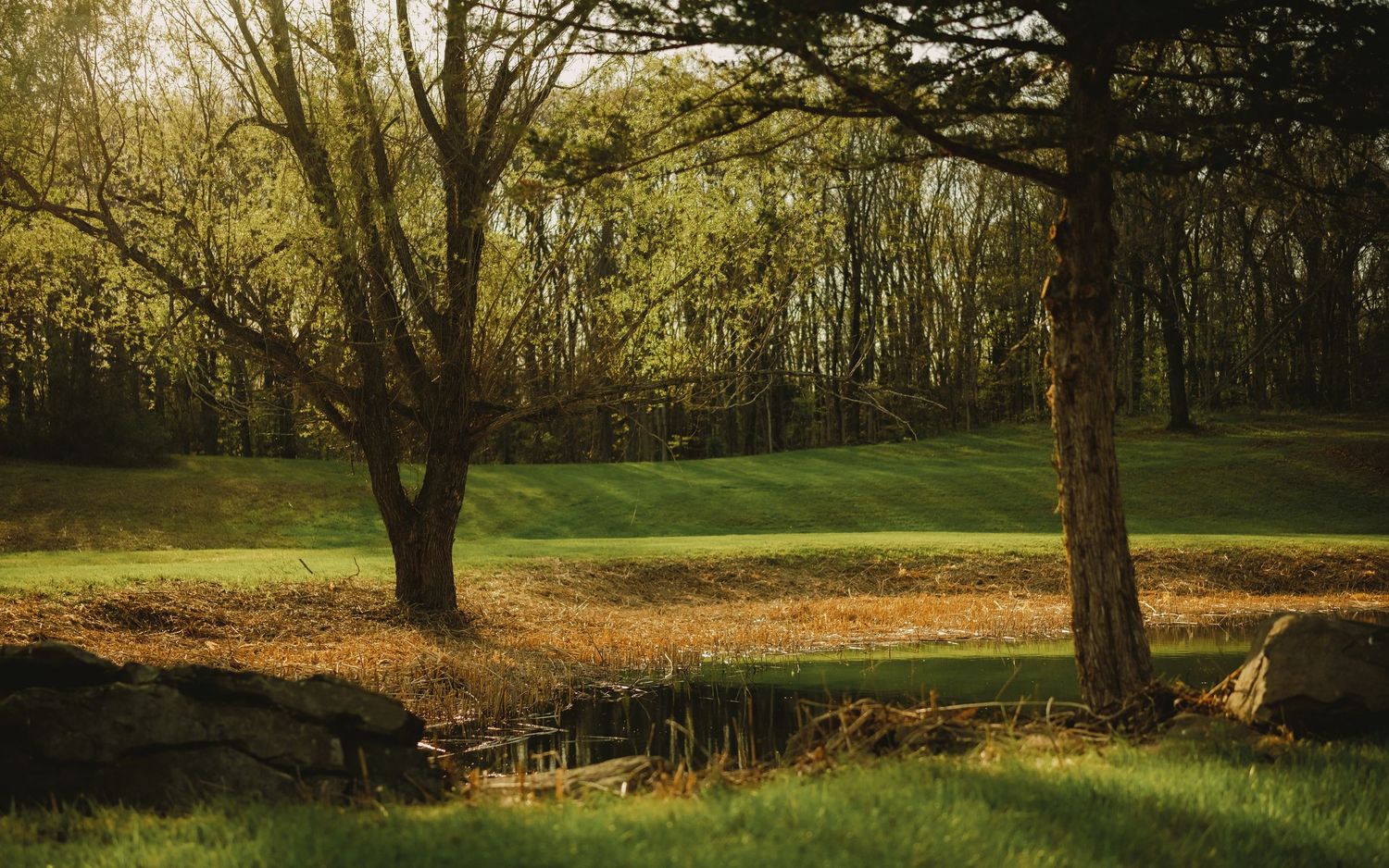 Sunlit golf course framed by bare trees and lush green fairways in a tranquil woodland setting.