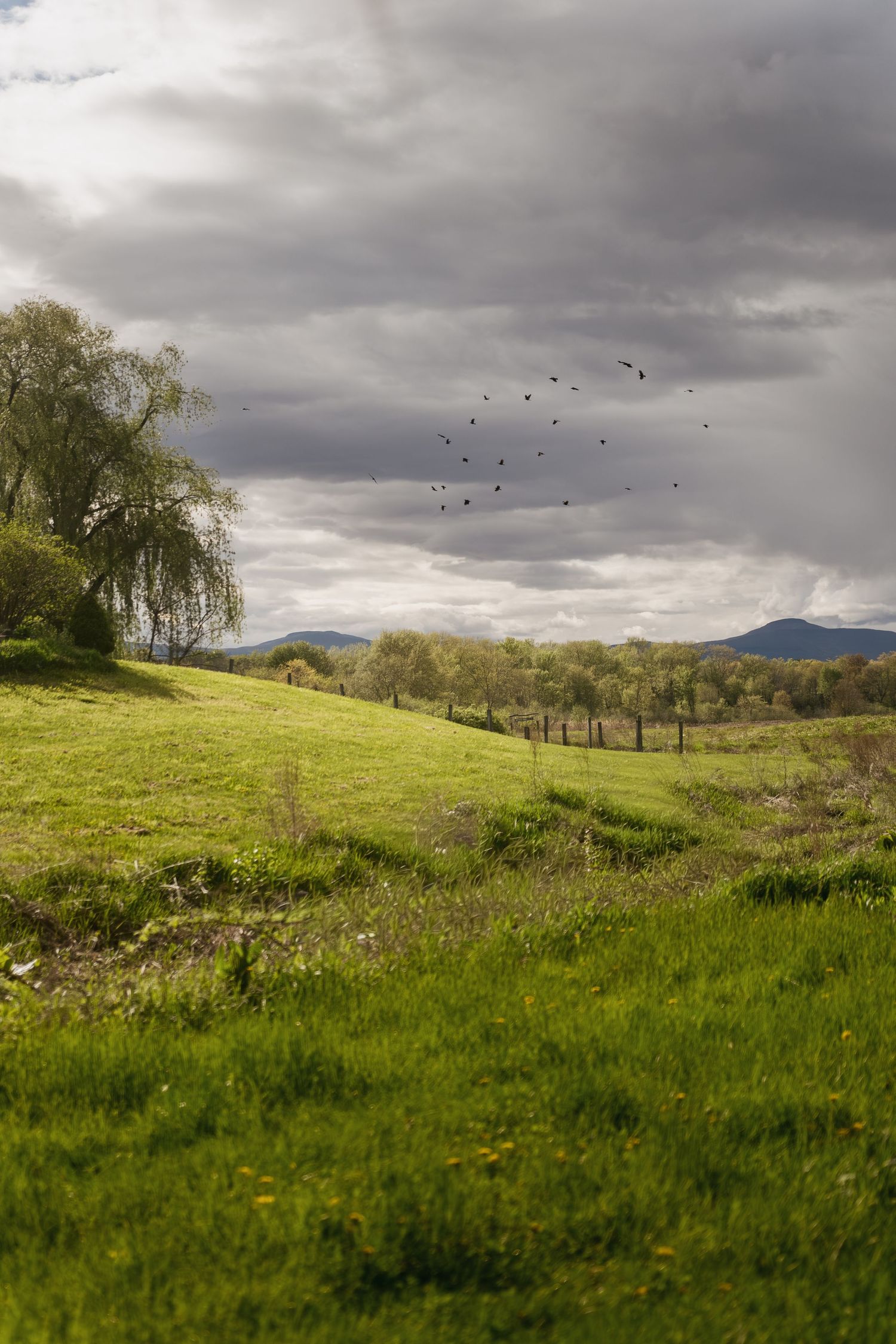 Lush green meadow with a weeping willow, flock of birds in flight, and dramatic cloudy sky over distant mountains.