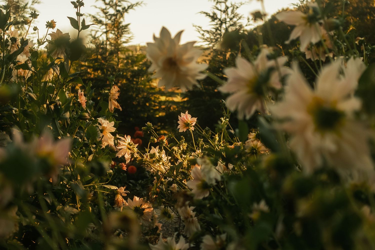 Golden hour light illuminates white dahlias blooming in a lush garden with soft bokeh background.