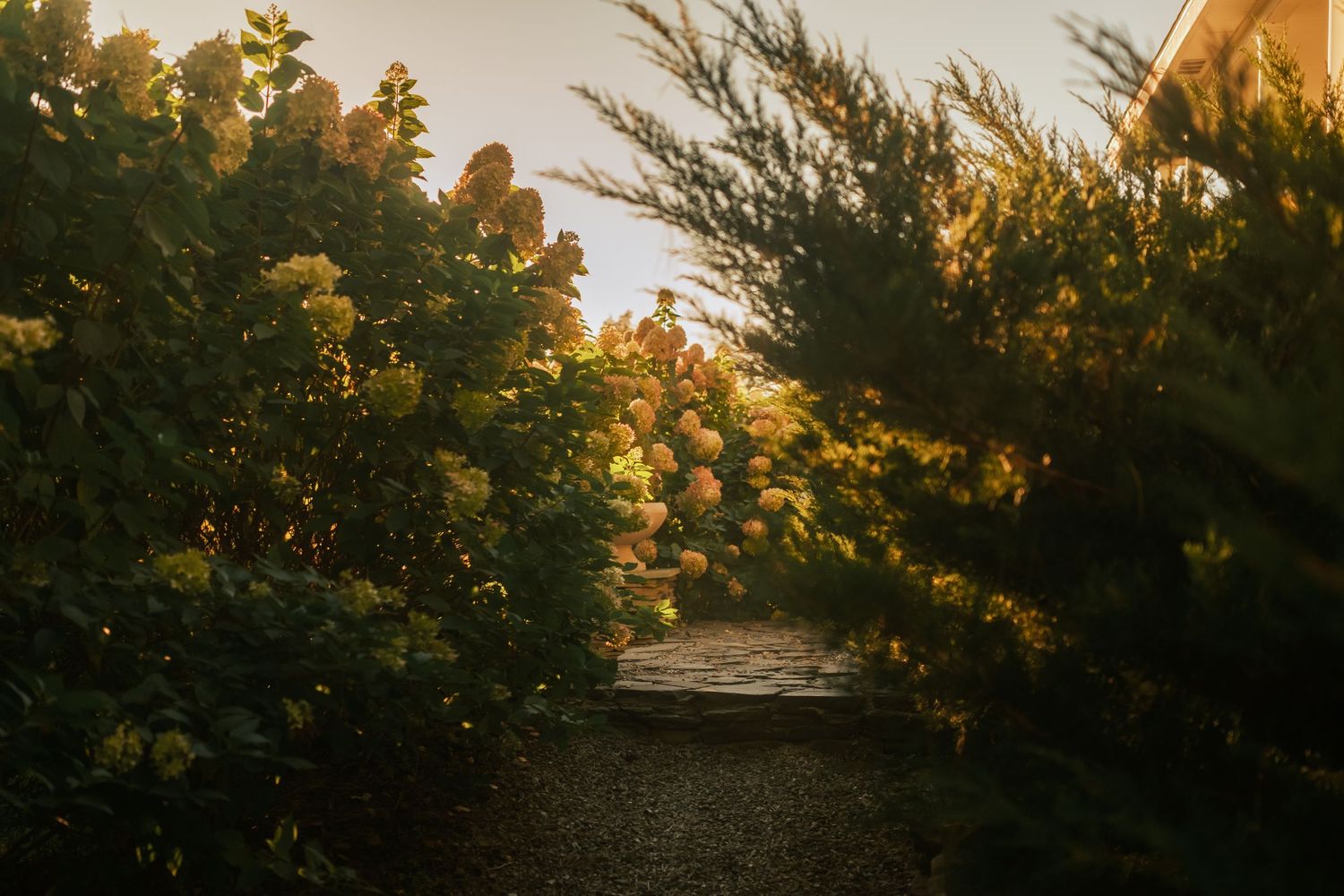 Golden sunset light filtering through trees and garden foliage creating a dreamy silhouette.