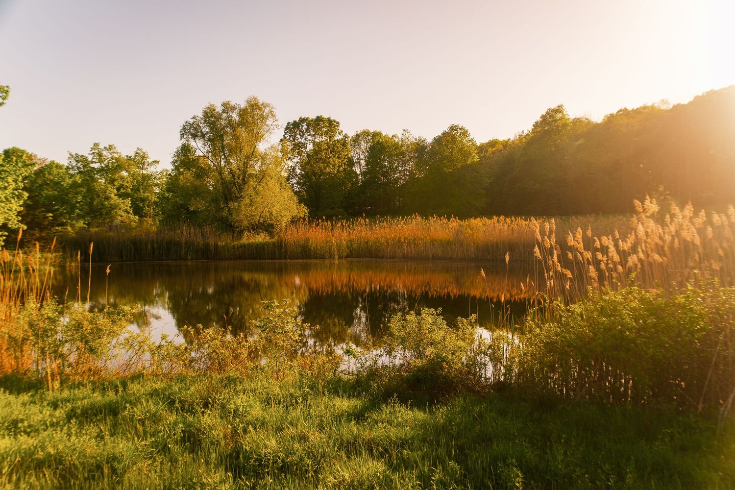 Tranquil wetland landscape with cattails and marsh grasses glowing in evening sunlight.