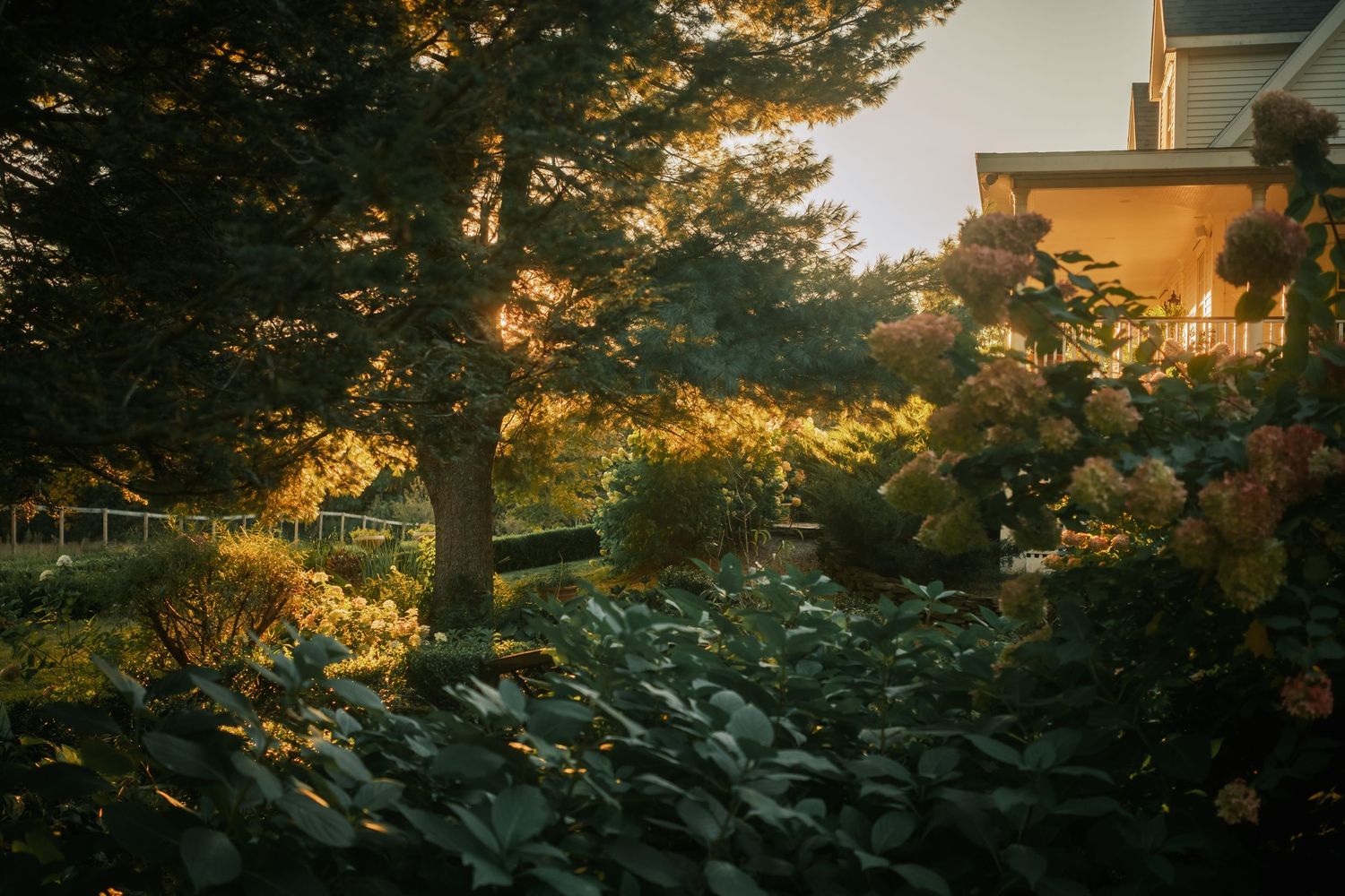 Golden sunset light filters through lush garden trees and hydrangeas beside a charming house.