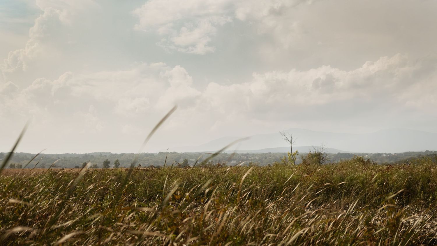 Golden wheat grass sways in a vast open field under a dramatic cloudy sky with distant trees on the horizon.