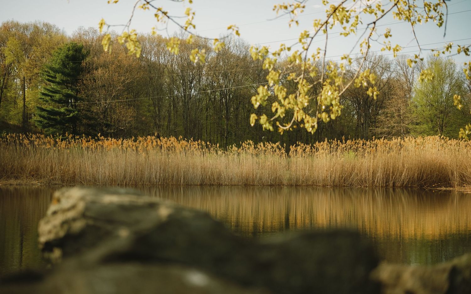 Autumn lakeside scene with golden reeds, bare trees, and yellow birch leaves reflected in calm water.