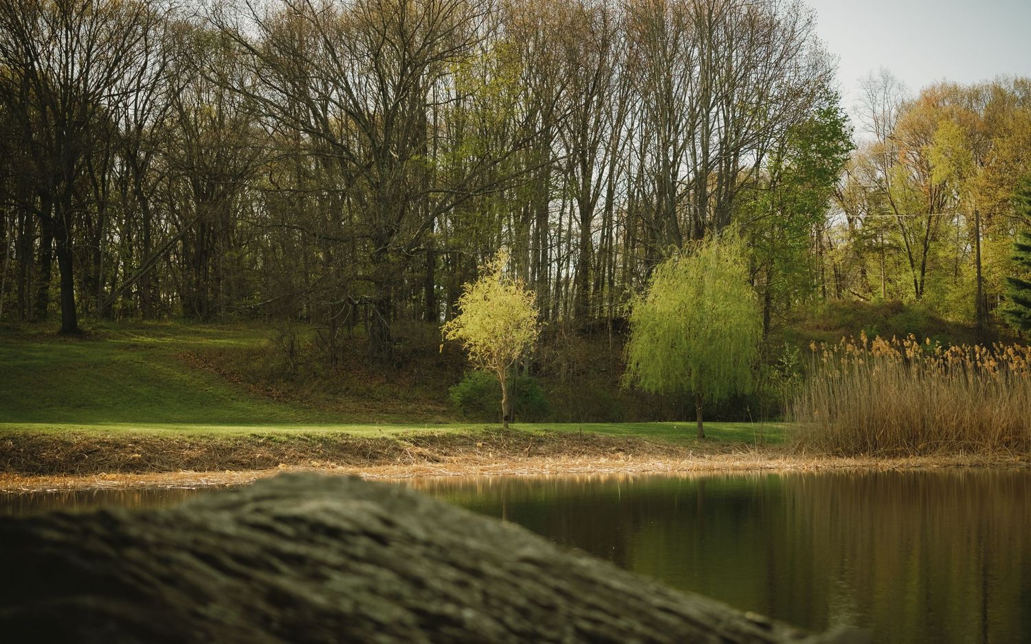 Serene park pond surrounded by lush green trees and reeds in early spring, with a mossy log in the foreground.