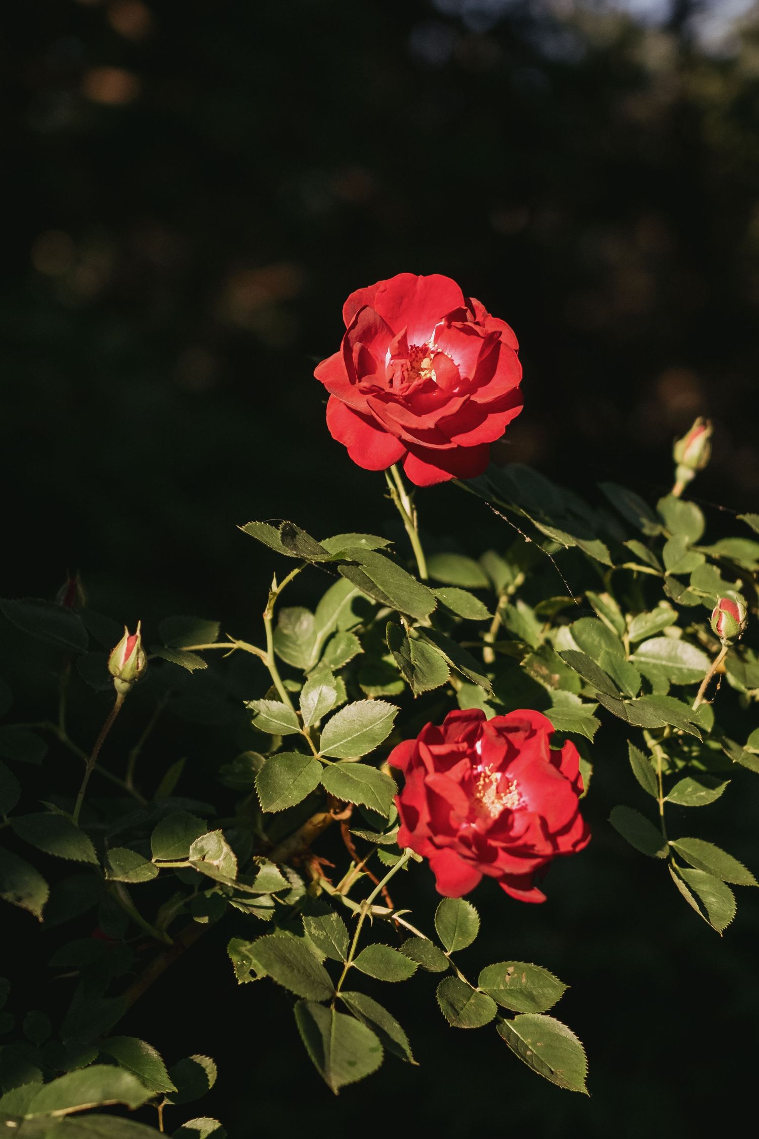 Two vibrant red roses in full bloom on a lush green bush, illuminated by warm sunlight against a dark background.