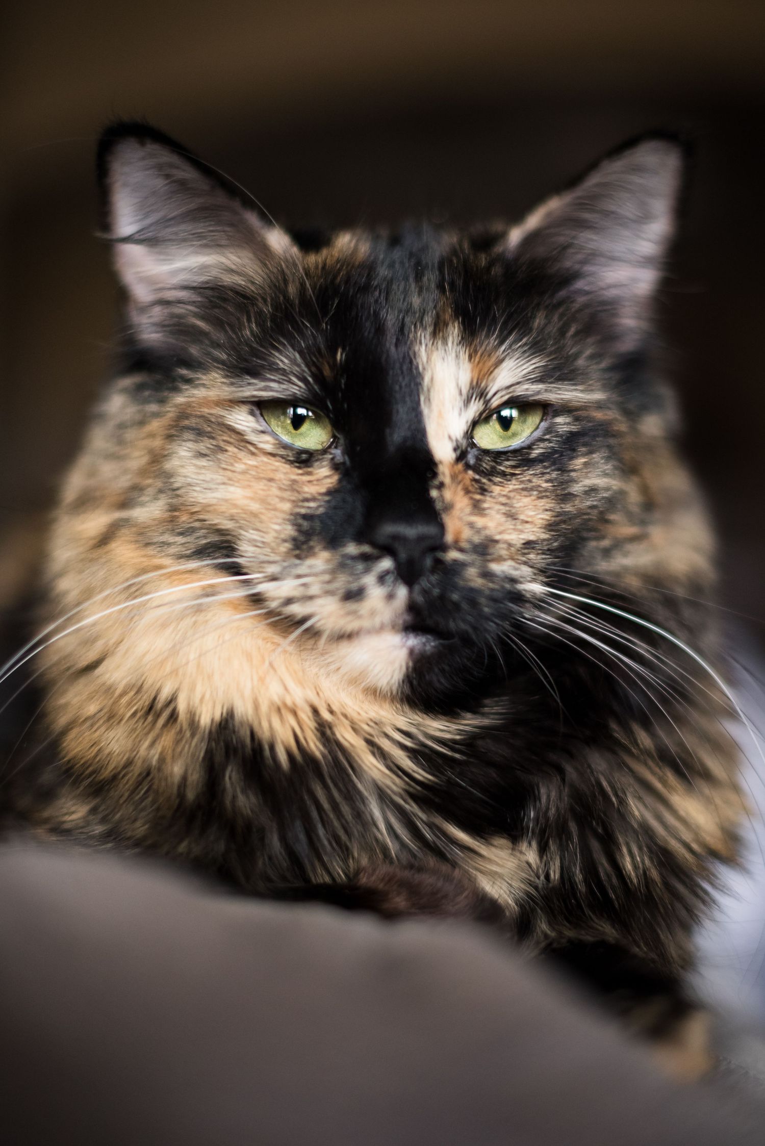 Close-up portrait of a fluffy tortoiseshell cat with striking green eyes resting calmly.