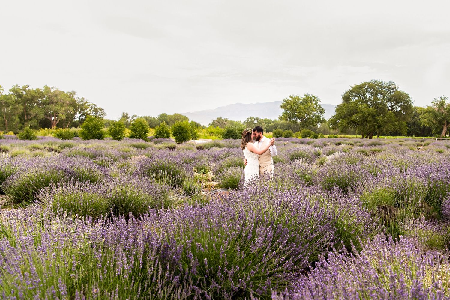 Two people stand among blooming purple lavender fields on a sunny summer day surrounded by green trees.