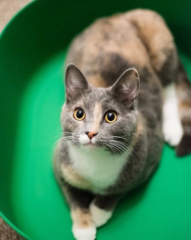A dilute tortoiseshell cat with golden eyes sits inside a bright green bowl, looking up curiously at the camera.