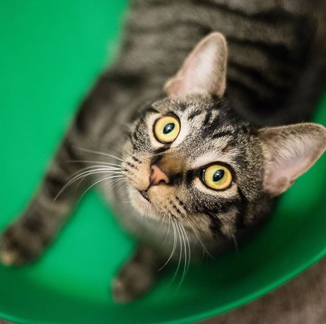 A tabby cat with bright yellow-green eyes looks up curiously from inside a vibrant green bowl.