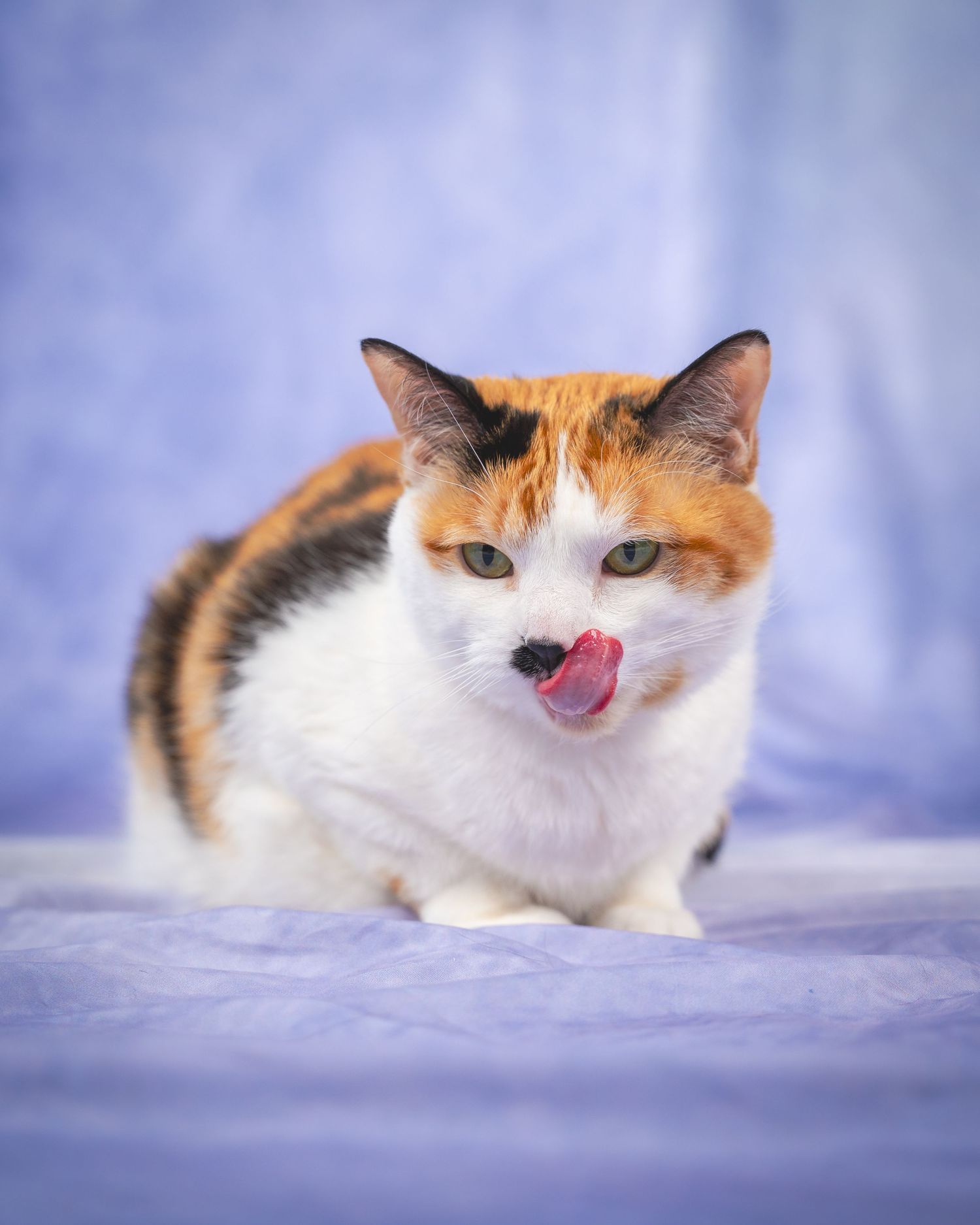 Calico cat showing playful expressions while lying down against blue backdrop.