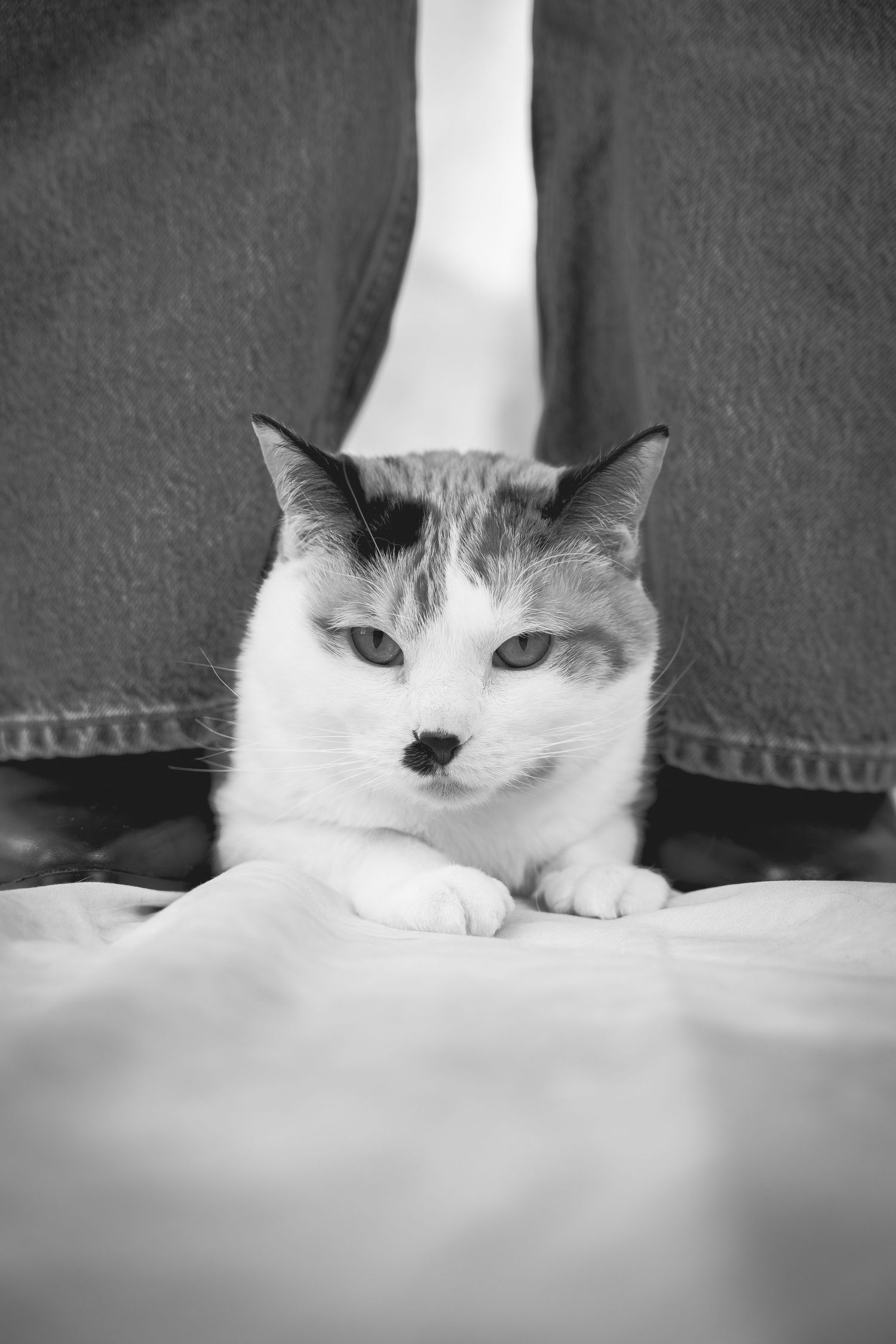 A black and white photo sequence showing a relaxed cat lounging and peering from behind furniture.