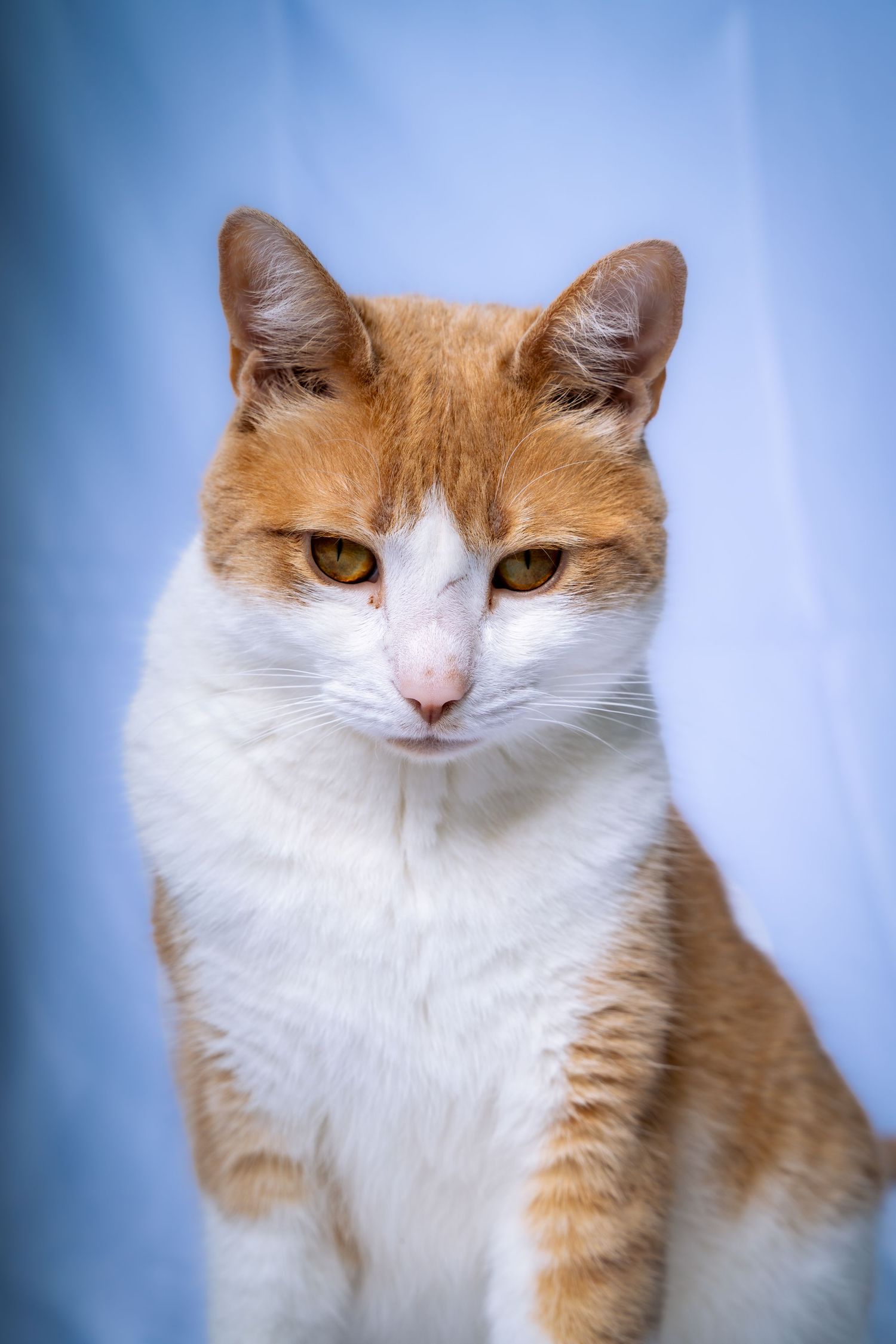 Orange and white cat with expressive eyes shown in multiple profile angles against a blue background.