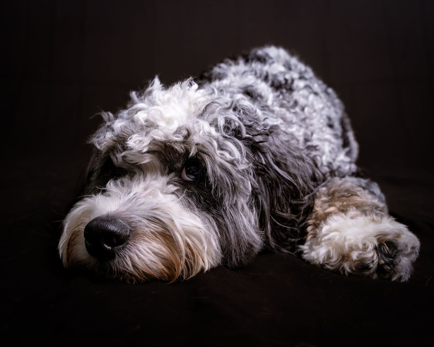 A low-key portrait series showing a resting dog's silhouette against a black background.