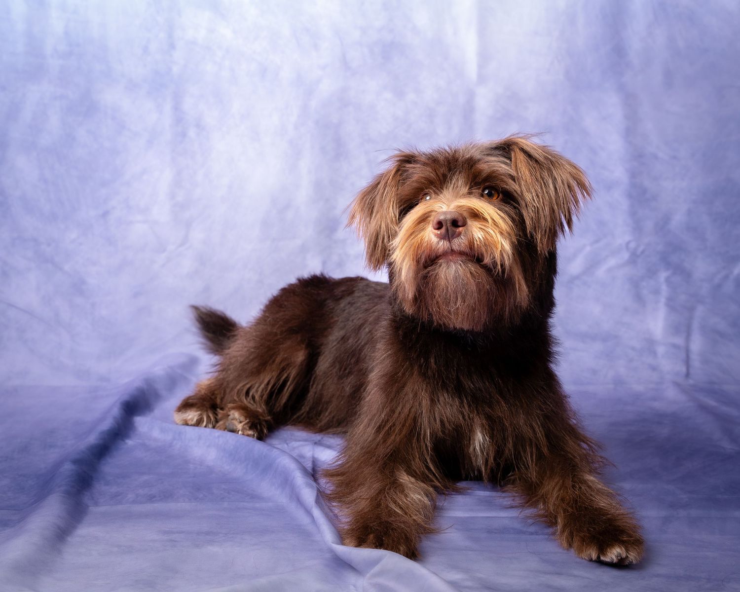 A chocolate brown havanese dog in various resting poses against a misty purple studio background.