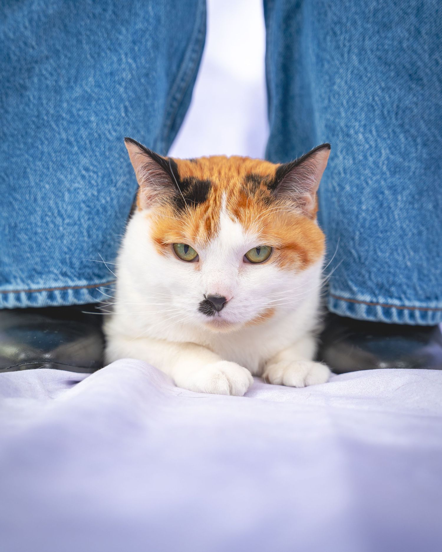 Close-up series of a calico cat peeking out from behind blue denim fabric.