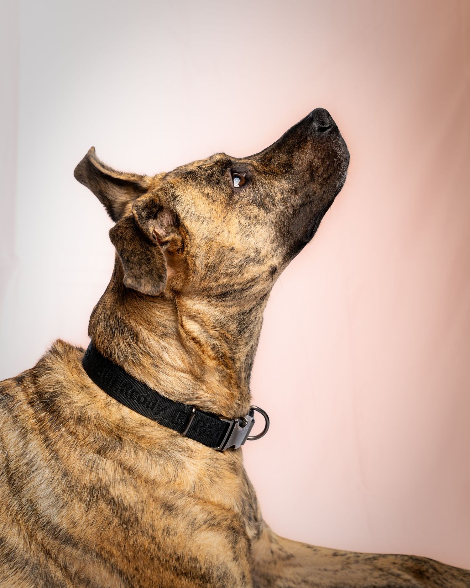 A German Shepherd dog in profile view looking upward with alert expression and black collar against pink background.