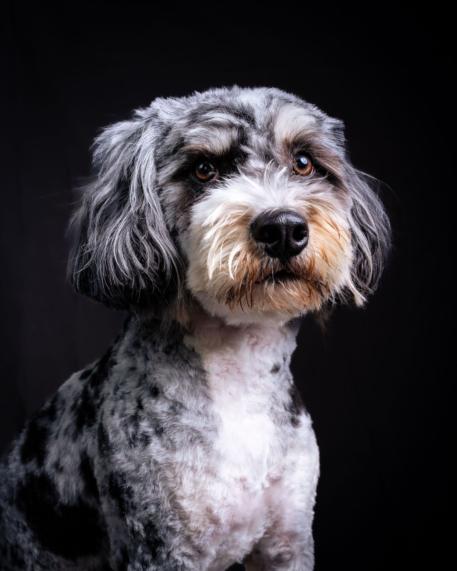 A scruffy black and white terrier mix dog shown in a series of moody portraits against a dark background.
